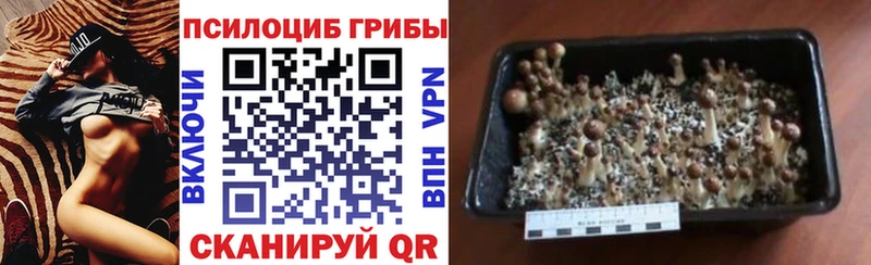 Псилоцибиновые грибы ЛСД  закладка  Каменск-Уральский 